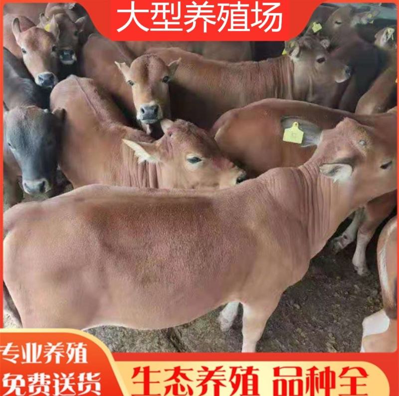 黄牛犊黄牛苗肉牛犊黄牛仔改良牛犊包活免费送货