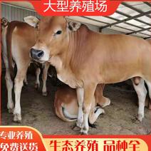 黄牛犊黄牛苗肉牛犊黄牛仔改良牛犊包活免费送货
