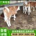 黄牛犊黄牛苗肉牛犊黄牛仔改良牛犊包活免费送货