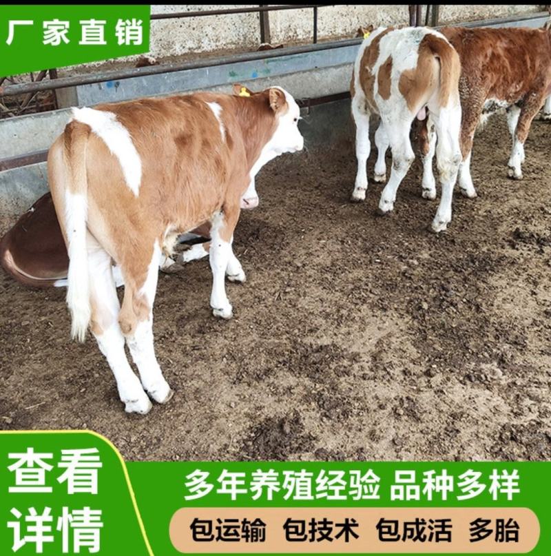 黄牛犊黄牛苗肉牛犊黄牛仔改良牛犊包活免费送货