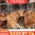黄牛犊黄牛苗肉牛犊黄牛仔改良牛犊包活免费送货