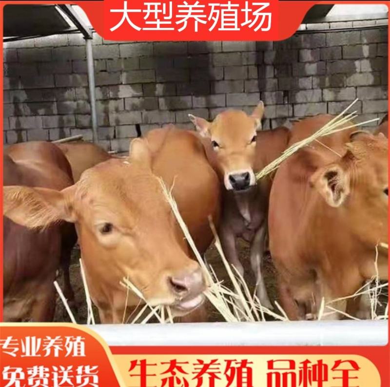 黄牛犊黄牛苗肉牛犊黄牛仔改良牛犊包活免费送货