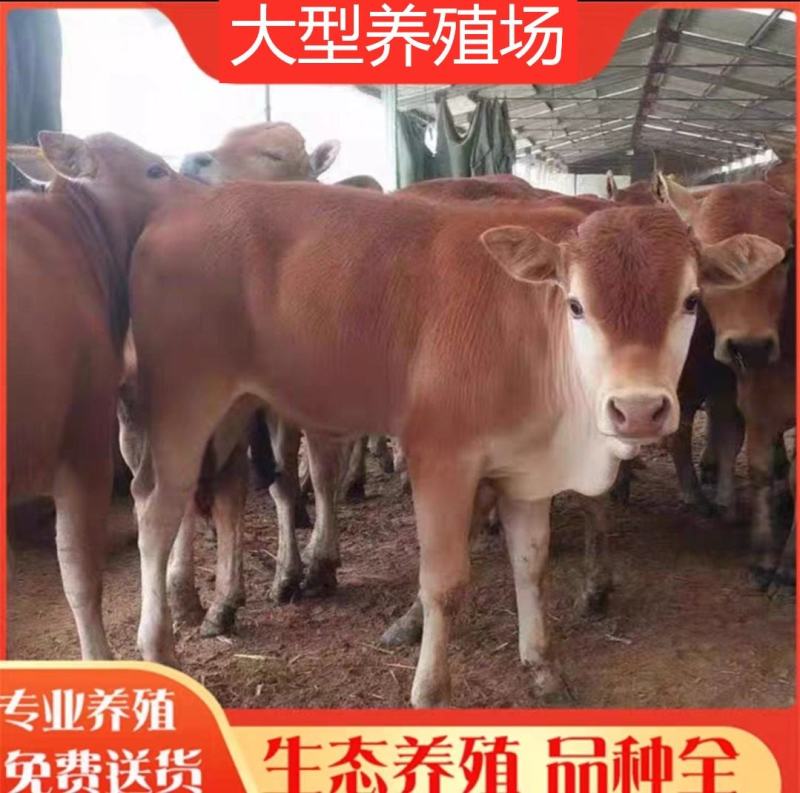 黄牛犊黄牛苗肉牛犊黄牛仔改良牛犊包活免费送货