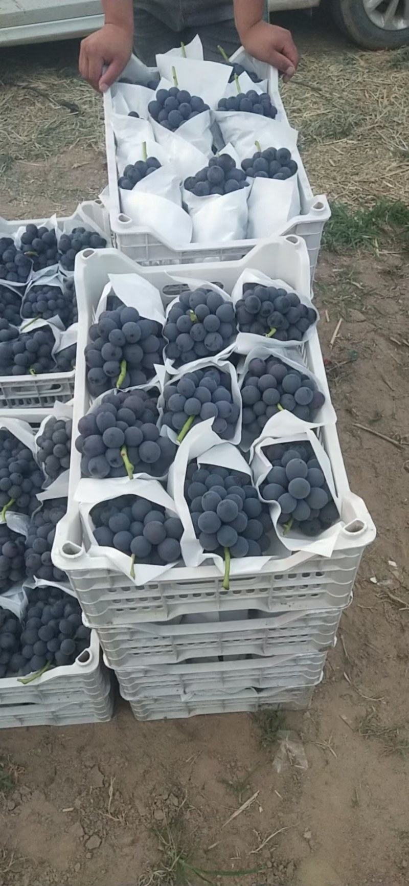 精品京亚葡萄大量上市一级二级价格合理