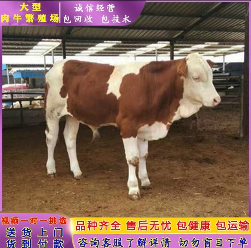 西门塔尔牛犊小牛苗小牛犊小牛仔小牛肉牛包活分期付款