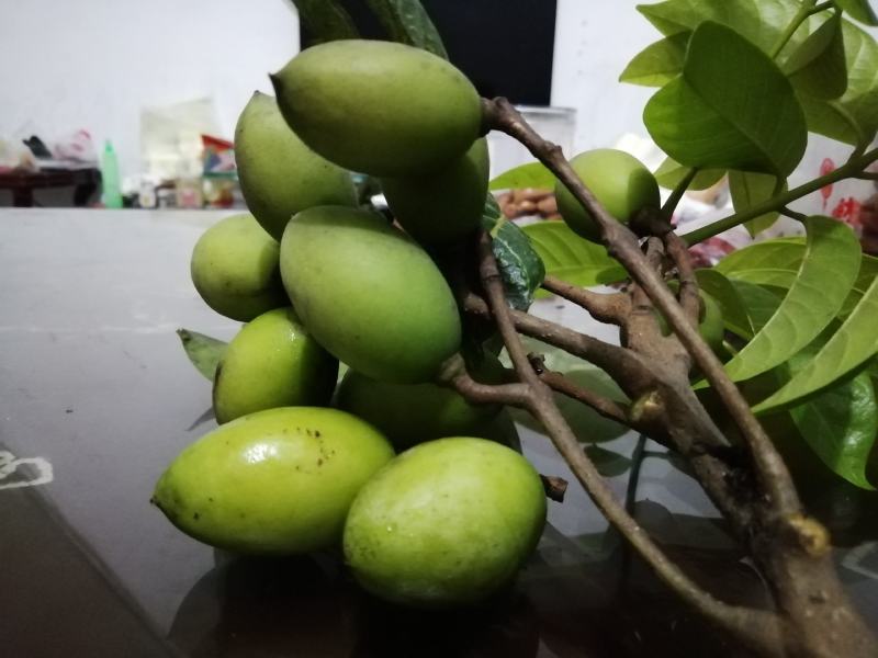 饶平青橄榄土橄榄榨汁泡酒花皮橄榄工厂对接