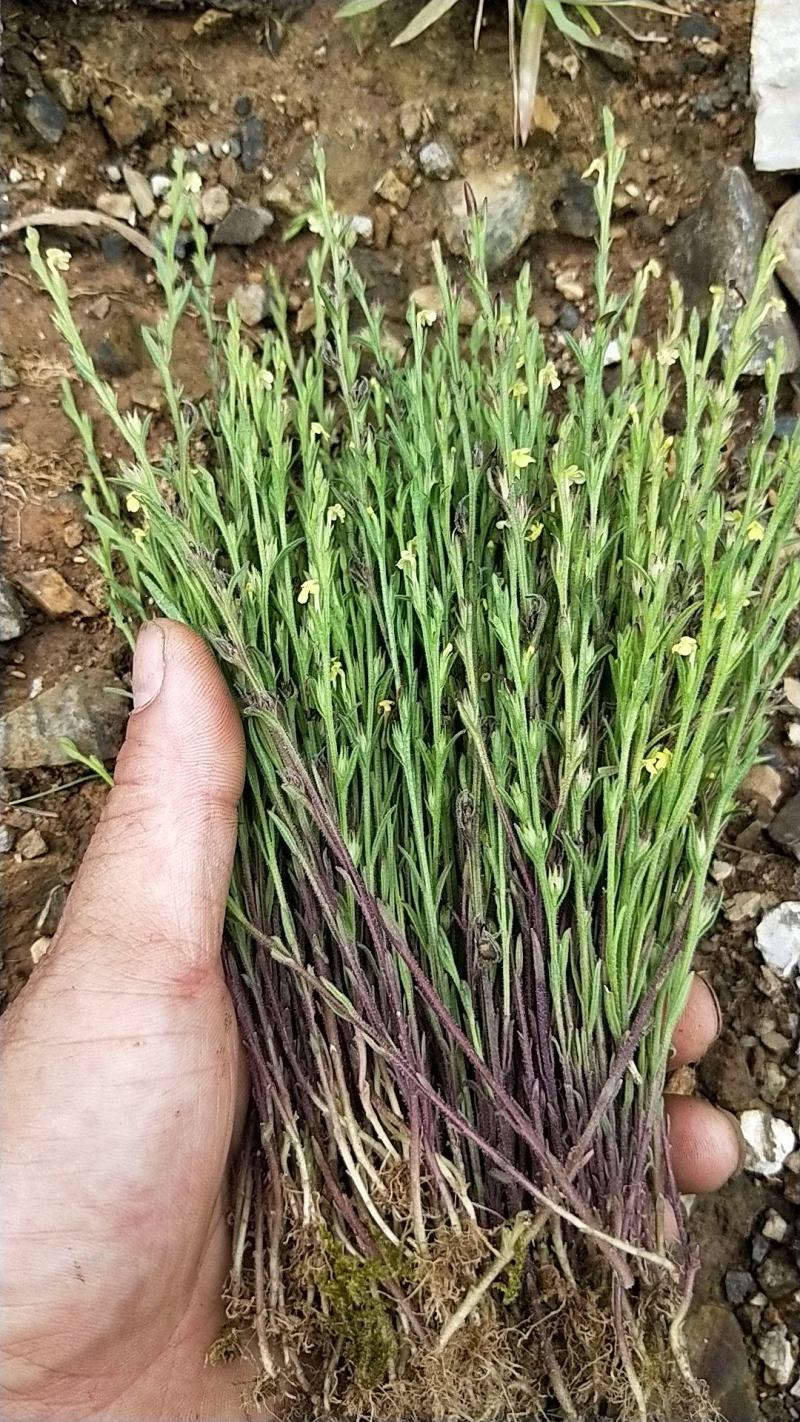 独脚金，黄花草，疳积草，本地野生货(干货)