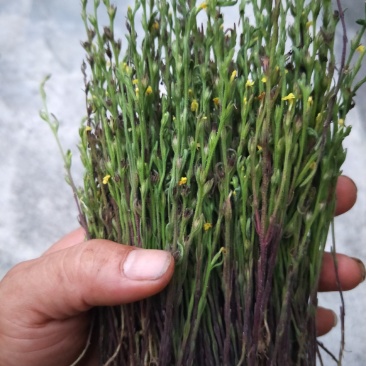 独脚金，黄花草，疳积草，本地野生货(干货)