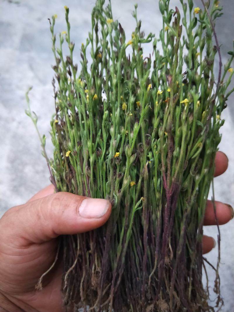独脚金，黄花草，疳积草，本地野生货(干货)