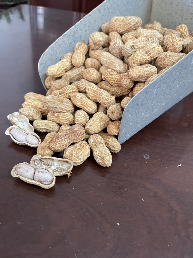 红泥白肉香脆花生🥜，饱满香脆鲜甜