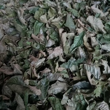 青钱柳原叶，青钱柳老叶，基地大量供应。颜色绿，干度够