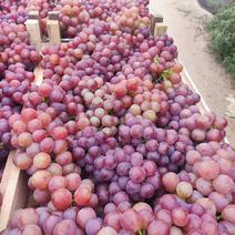 果汁厂夏黑葡萄，红黑半红大量有货日发3000吨。欢迎