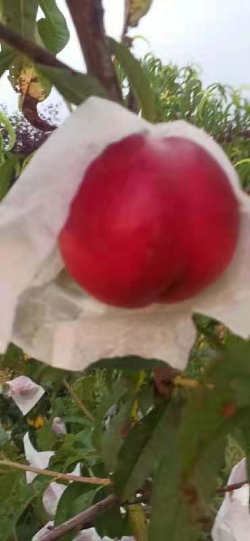 大连陆地红黄油桃，大量上市，品质好，口感好，甜度高，