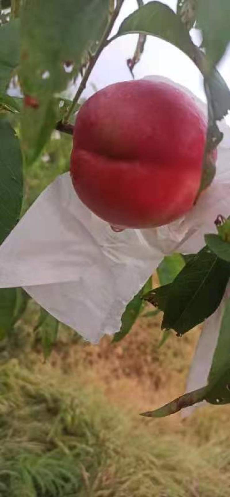 大连陆地红黄油桃，大量上市，品质好，口感好，甜度高，