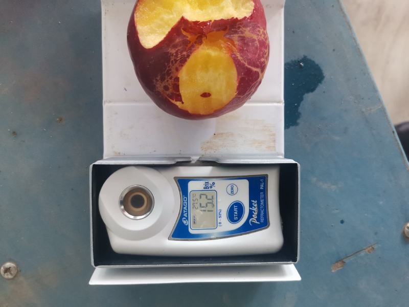 大连陆地红黄油桃，大量上市，品质好，口感好，甜度高，