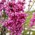 紫荆花树苗满条红紫荆花树绿化工程庭院种植耐寒紫荆