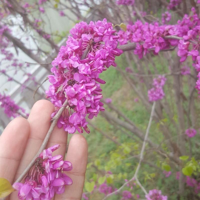 紫荆花树苗满条红紫荆花树绿化工程庭院种植耐寒紫荆