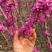 紫荆花树苗满条红紫荆花树绿化工程庭院种植耐寒紫荆