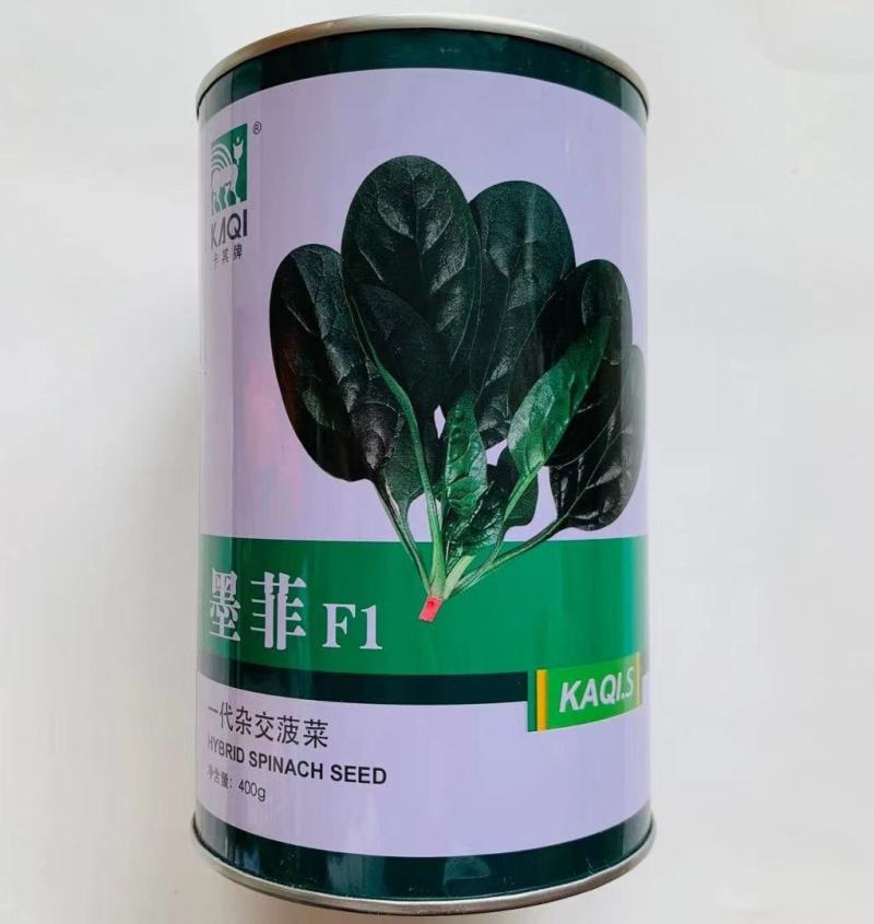 菠菜种子荷兰帝王菠菜种子