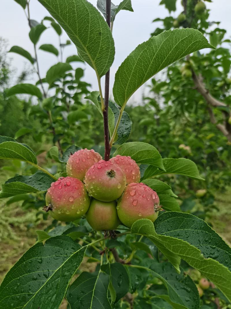 北方特产123苹果，即将上市，