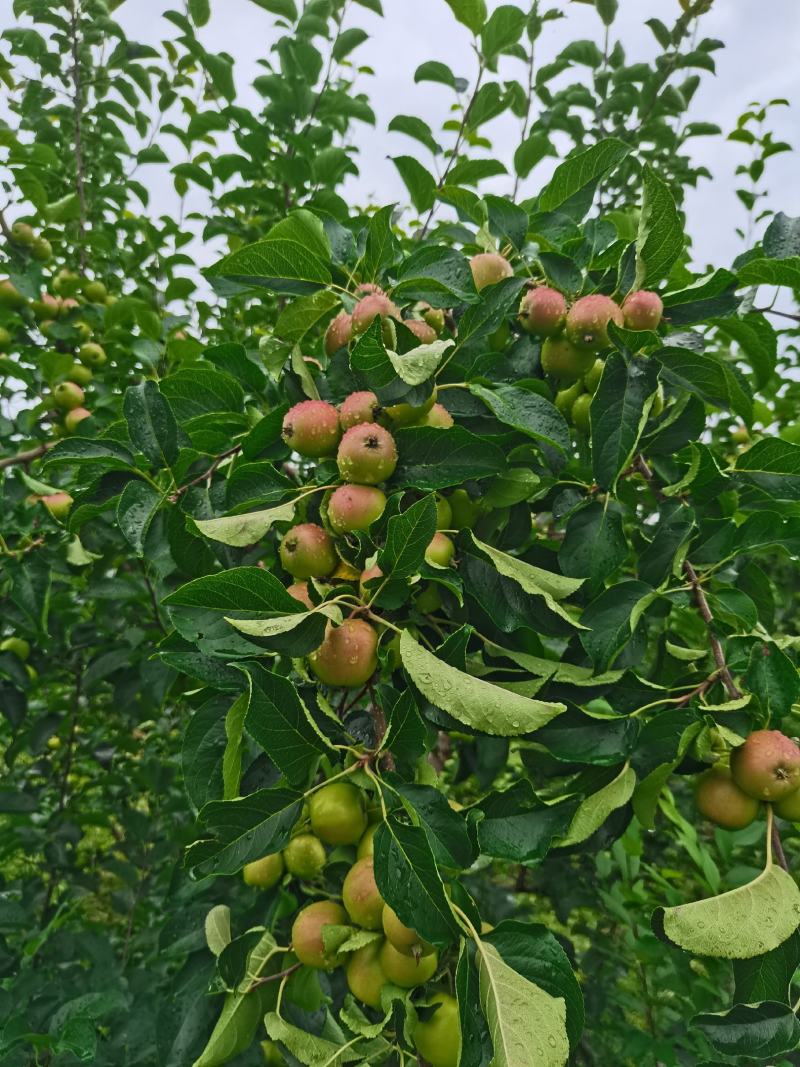 北方特产123苹果，即将上市，