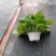 除甲醛净化空气绿萝盆栽室内植物水培花卉绿植绿箩新房家用