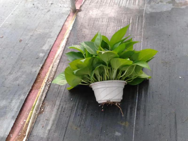 除甲醛净化空气绿萝盆栽室内植物水培花卉绿植绿箩新房家用