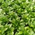 除甲醛净化空气绿萝盆栽室内植物水培花卉绿植绿箩新房家用