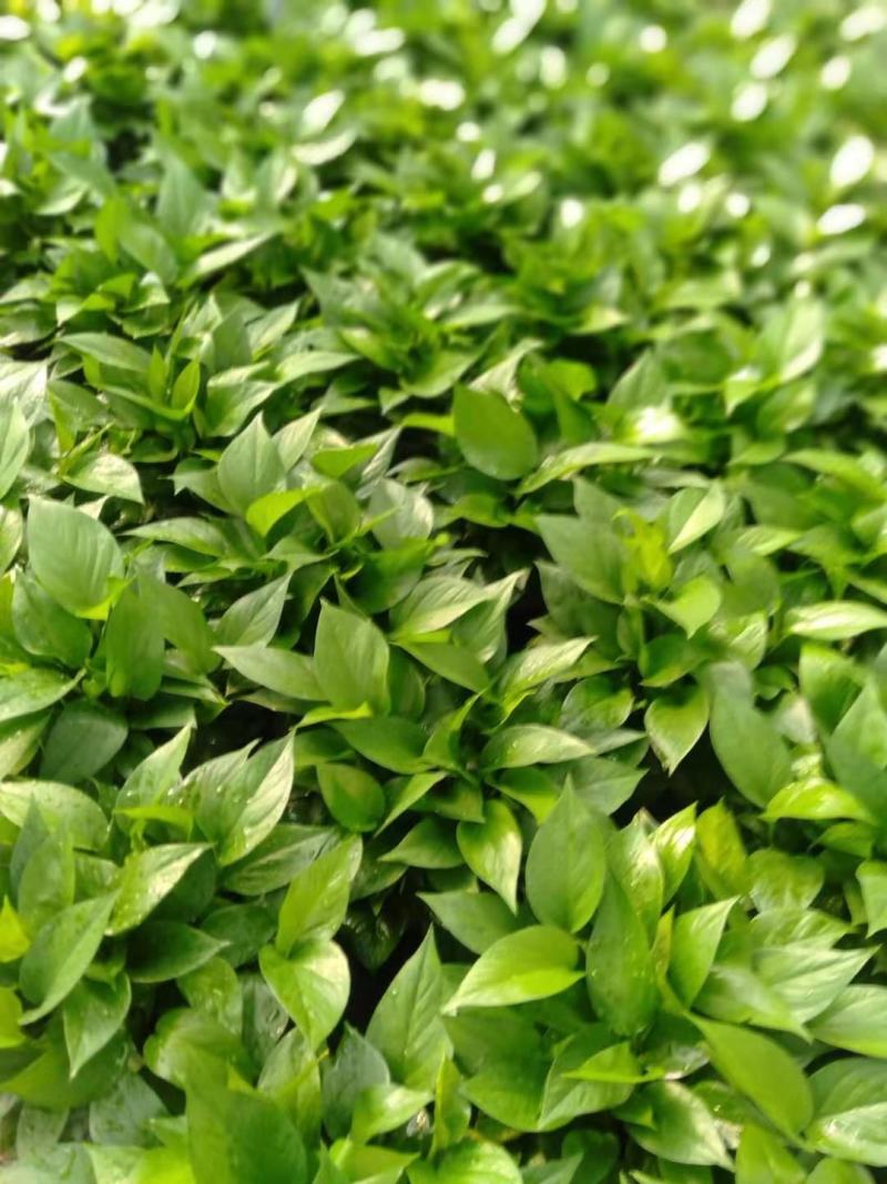 除甲醛净化空气绿萝盆栽室内植物水培花卉绿植绿箩新房家用