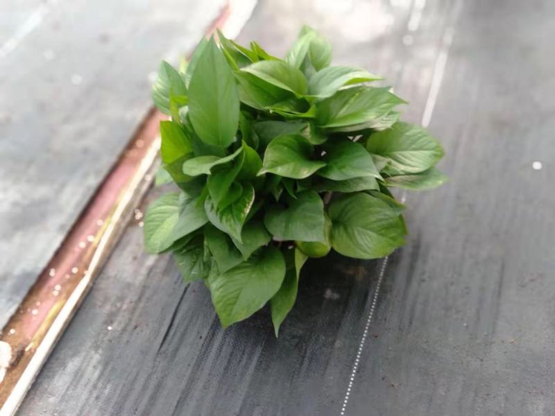 除甲醛净化空气绿萝盆栽室内植物水培花卉绿植绿箩新房家用