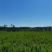 出售互叶白千层种苗，澳洲油茶树种苗，公司保价回收