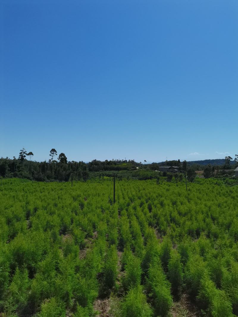 出售互叶白千层种苗，澳洲油茶树种苗，公司保价回收