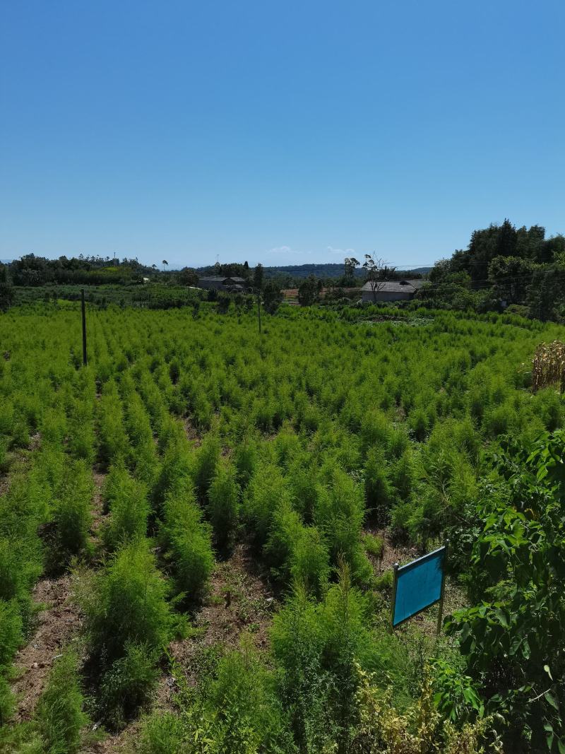 出售互叶白千层种苗，澳洲油茶树种苗，公司保价回收