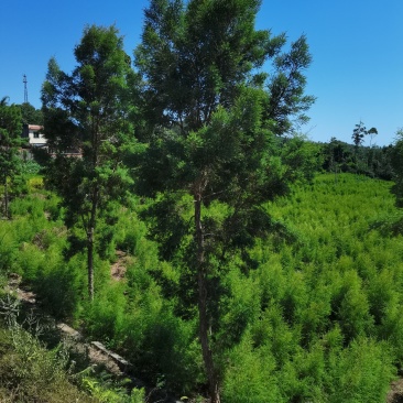 出售互叶白千层种苗，澳洲油茶树种苗，公司保价回收