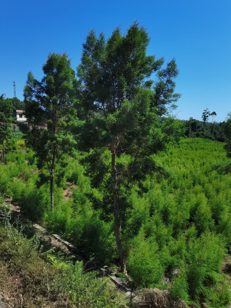 出售互叶白千层种苗，澳洲油茶树种苗，公司保价回收