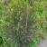 出售互叶白千层种苗，澳洲油茶树种苗，公司保价回收