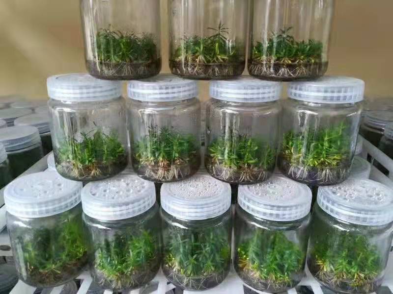 出售互叶白千层种苗，澳洲油茶树种苗，公司保价回收