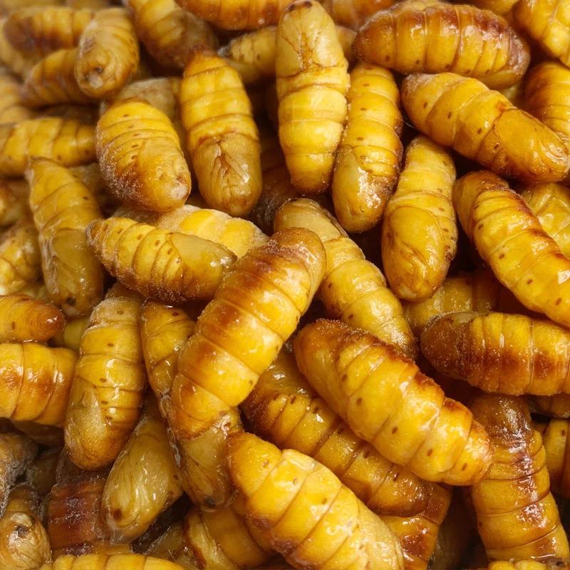 蚕蛹，金丝蚕蛹