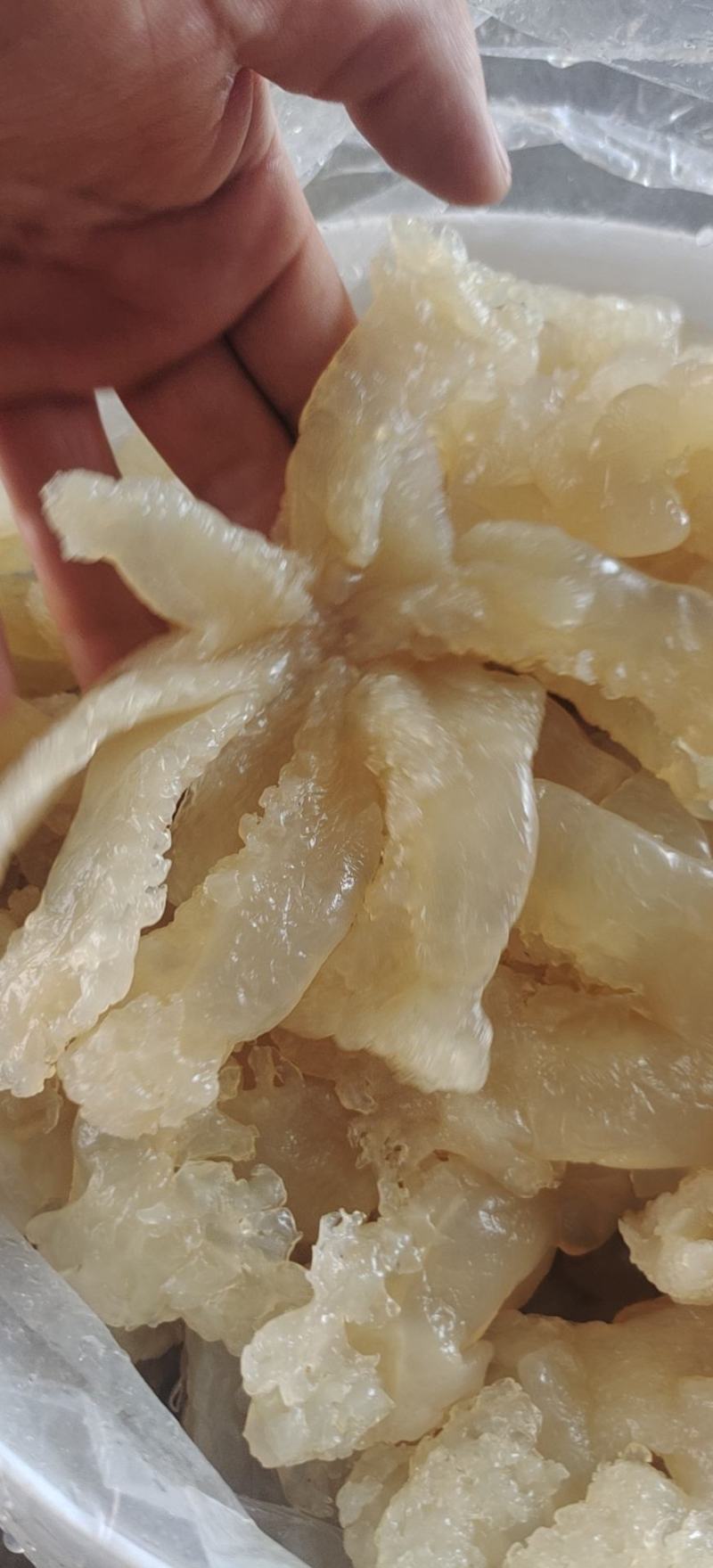 海蜇头爪脆劲道清口凉拌菜佳选酒店餐馆食堂好食材