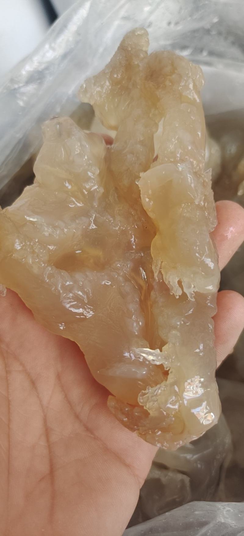 海蜇头爪脆劲道清口凉拌菜佳选酒店餐馆食堂好食材