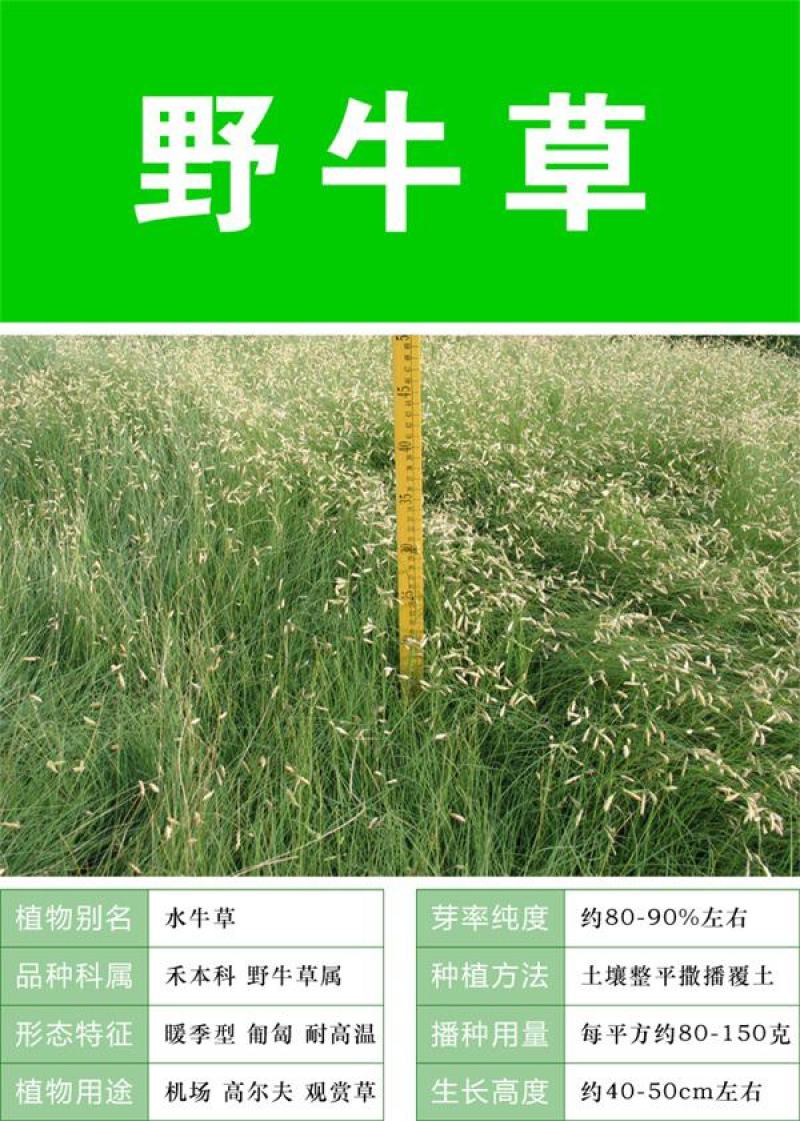 野牛草种子护坡固土草坪草种籽矮生四季长青耐旱耐寒
