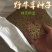 野牛草种子护坡固土草坪草种籽矮生四季长青耐旱耐寒