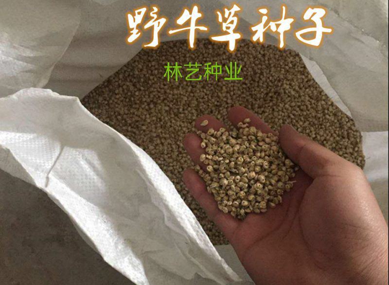 野牛草种子护坡固土草坪草种籽矮生四季长青耐旱耐寒