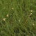 野牛草种子护坡固土草坪草种籽矮生四季长青耐旱耐寒
