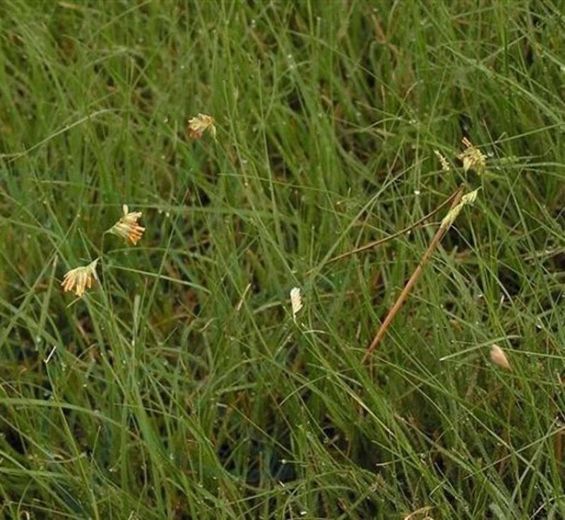 野牛草种子护坡固土草坪草种籽矮生四季长青耐旱耐寒