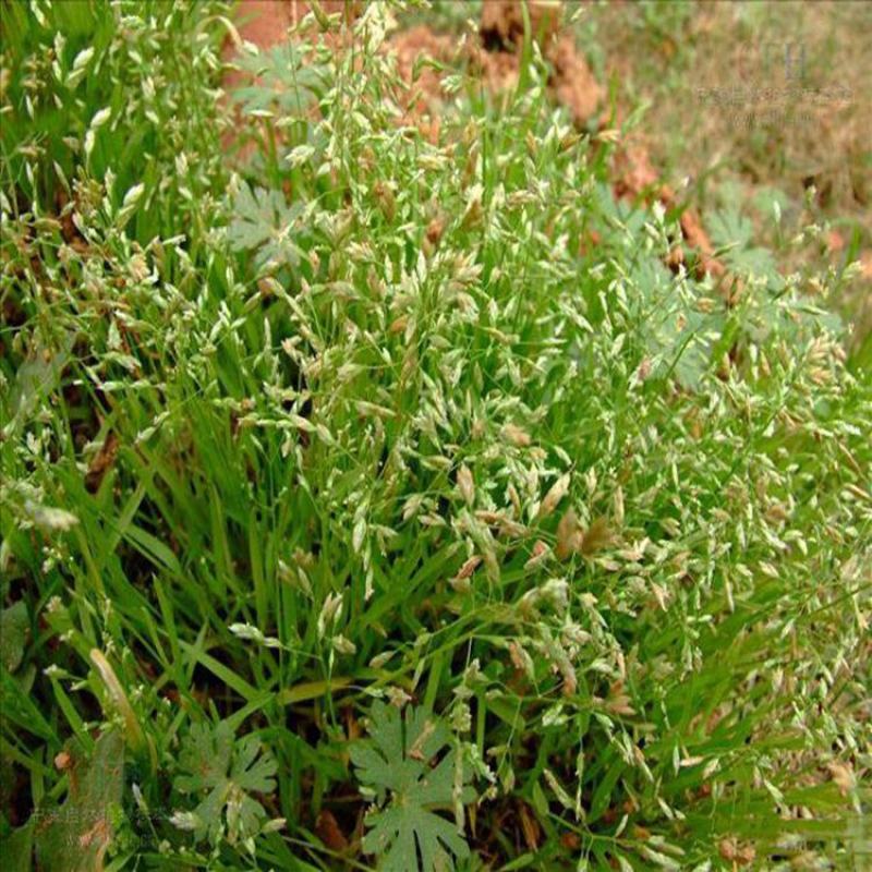 野牛草种子护坡固土草坪草种籽矮生四季长青耐旱耐寒