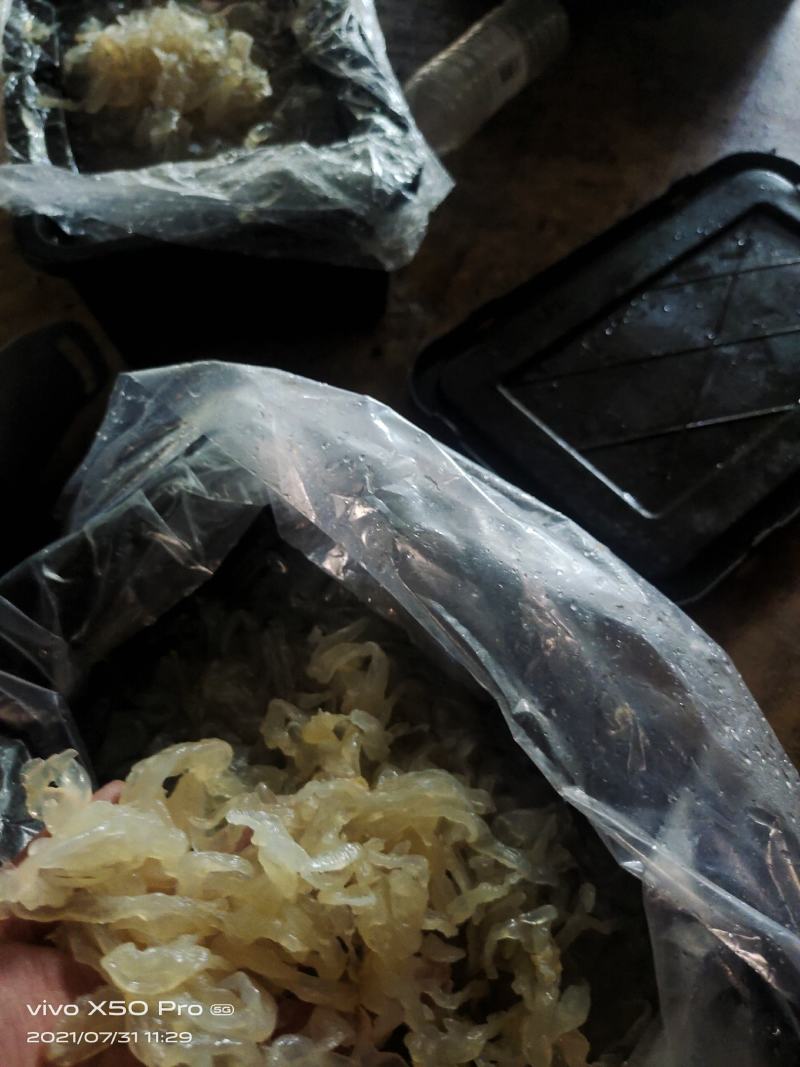 海蜇白花丝麻蛰丝配以佐料清脆爽口酒店餐馆好食材
