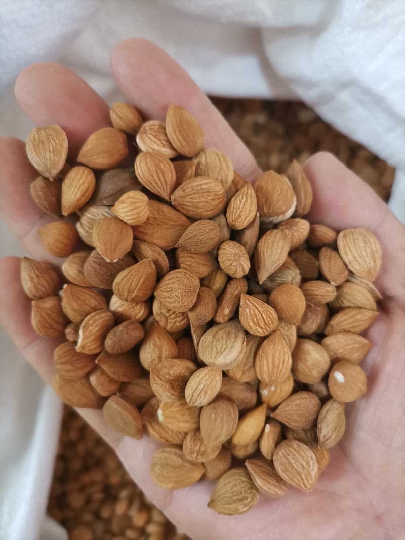 苦杏仁正品干货质量保证（生，炒）