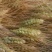 牧草种子麦草种子产量高耐低温种籽芽率好量大从优