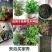 通用型营养土30斤种菜土花土种花养花种植土壤多肉绿萝种植